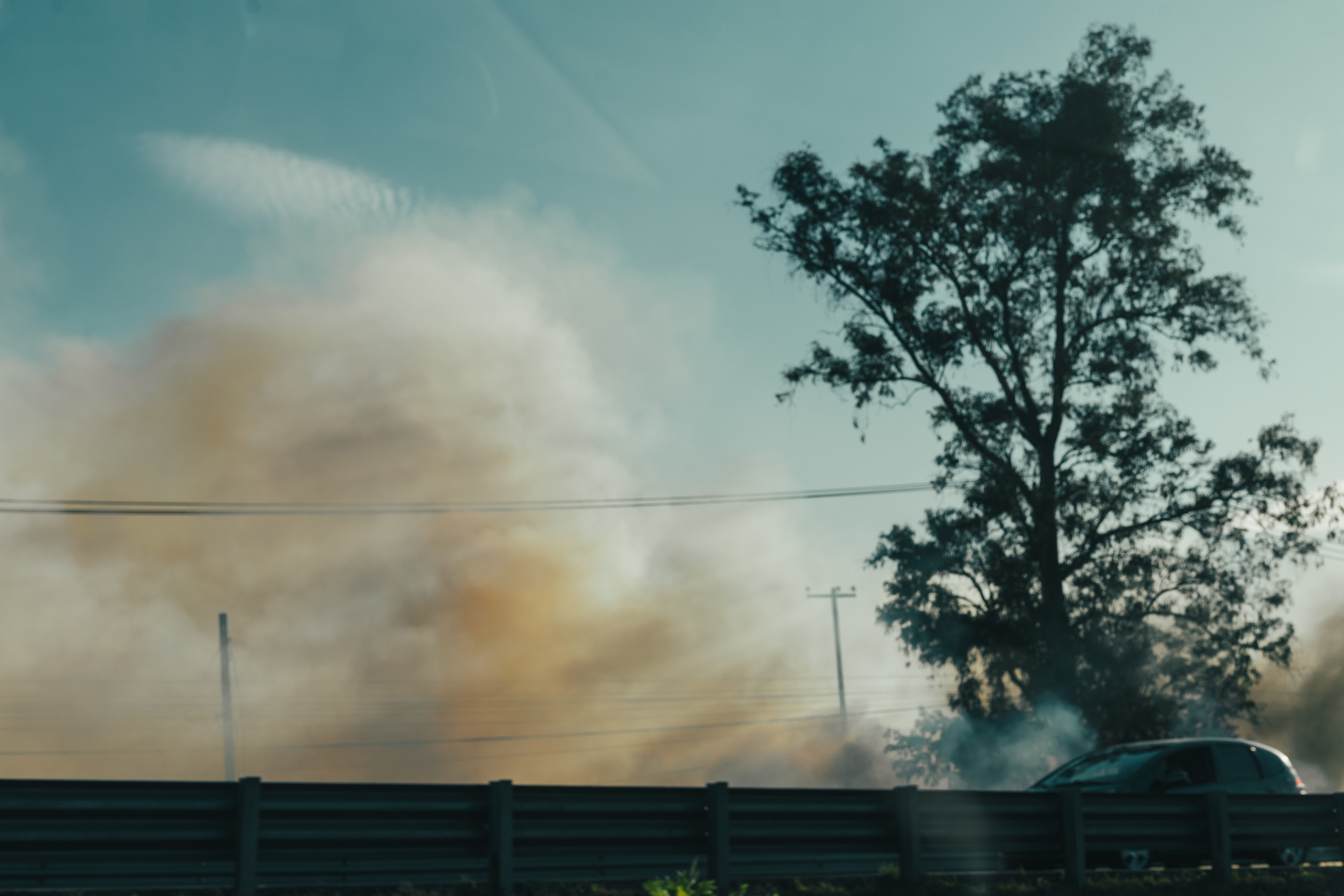 Monarchs, Michoacán